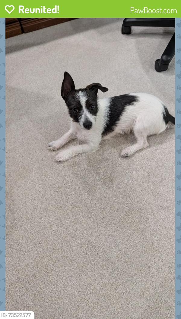 Reunited Female Dog last seen SE 8th Street & SE 24th Avenue, Cape Coral, FL 33990