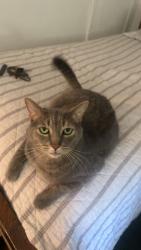 Lost Male Cat last seen Bright Green hse, Cleveland, OH 44110