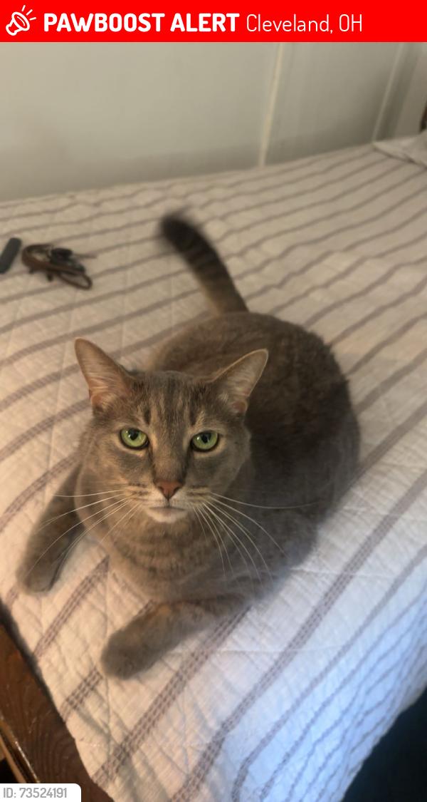 Lost Male Cat last seen Bright Green hse, Cleveland, OH 44110