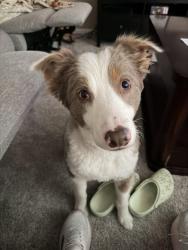 Reunited Male Dog last seen Valley Valley warm Springs, Henderson, NV 89014