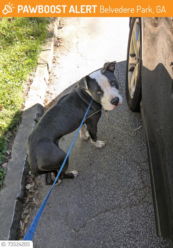 Found/Stray Male Dog last seen Larkspur Terrace, Belvedere Park, GA 30032