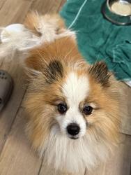 Found/Stray Male Dog last seen Dry Creek Elementary, Clovis, CA 93611