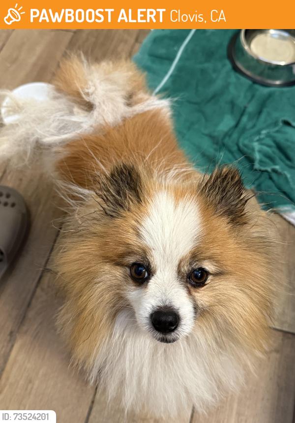 Found/Stray Male Dog last seen Dry Creek Elementary, Clovis, CA 93611