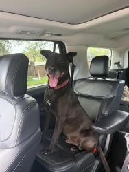 Reunited Male Dog last seen Dr. Phillips Blvd, Orlando, FL 32819