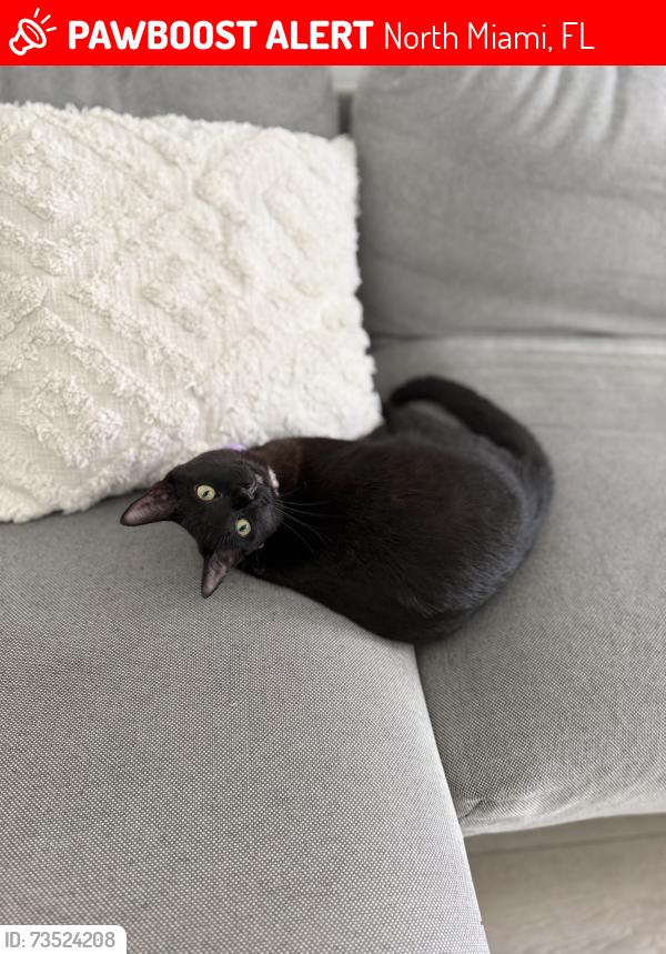 Lost Female Cat last seen Near NE 132nd St, North Miami, FL 33161
