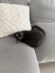 Lost Female Cat last seen Near NE 132nd St, North Miami, FL 33161