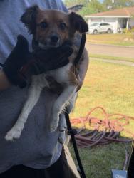Found/Stray Male Dog last seen Sageland Dr and Beltway 8, Houston, TX 77089