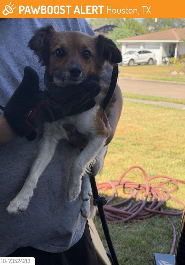 Found/Stray Male Dog last seen Sageland Dr and Beltway 8, Houston, TX 77089