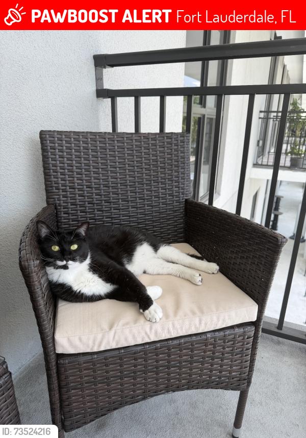 Lost Female Cat last seen Griffin Road, Fort Lauderdale, FL 33312