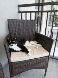 Lost Female Cat last seen Griffin Road, Fort Lauderdale, FL 33312