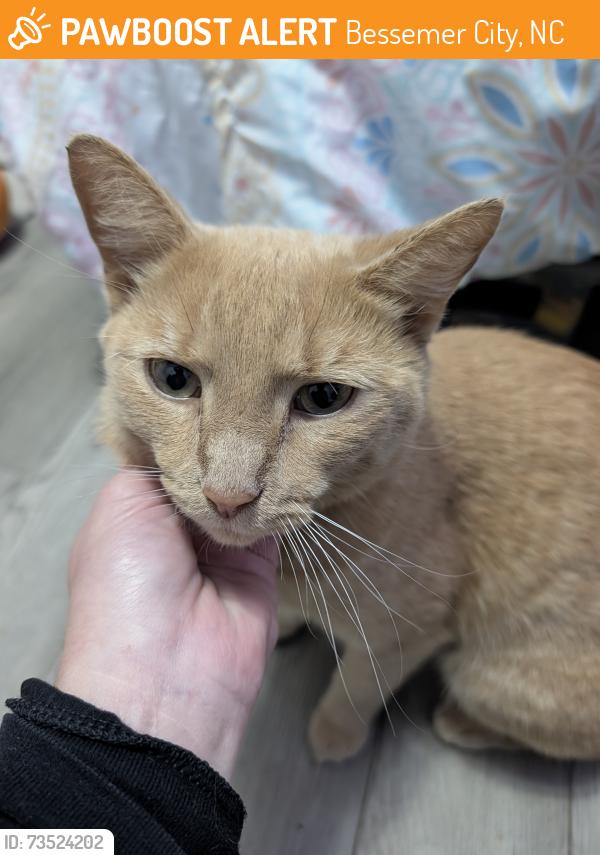 Found/Stray Male Cat last seen Bessemer City Hwy, Bessemer City, NC 28016