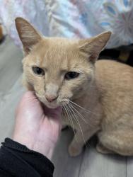 Found/Stray Male Cat last seen Bessemer City Hwy, Bessemer City, NC 28016