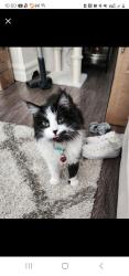 Reunited Female Cat last seen Ocotillo/ ellsworth/ Victoria, Queen Creek, AZ 85242