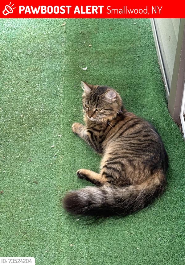 Lost Female Cat last seen Lake Shore dr and spring street, Smallwood, NY 12778