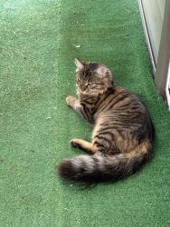 Lost Female Cat last seen Lake Shore dr and spring street, Smallwood, NY 12778