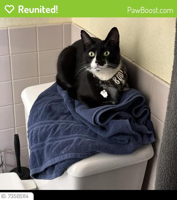 Reunited Male Cat last seen Erikson, Centralia, WA 98531