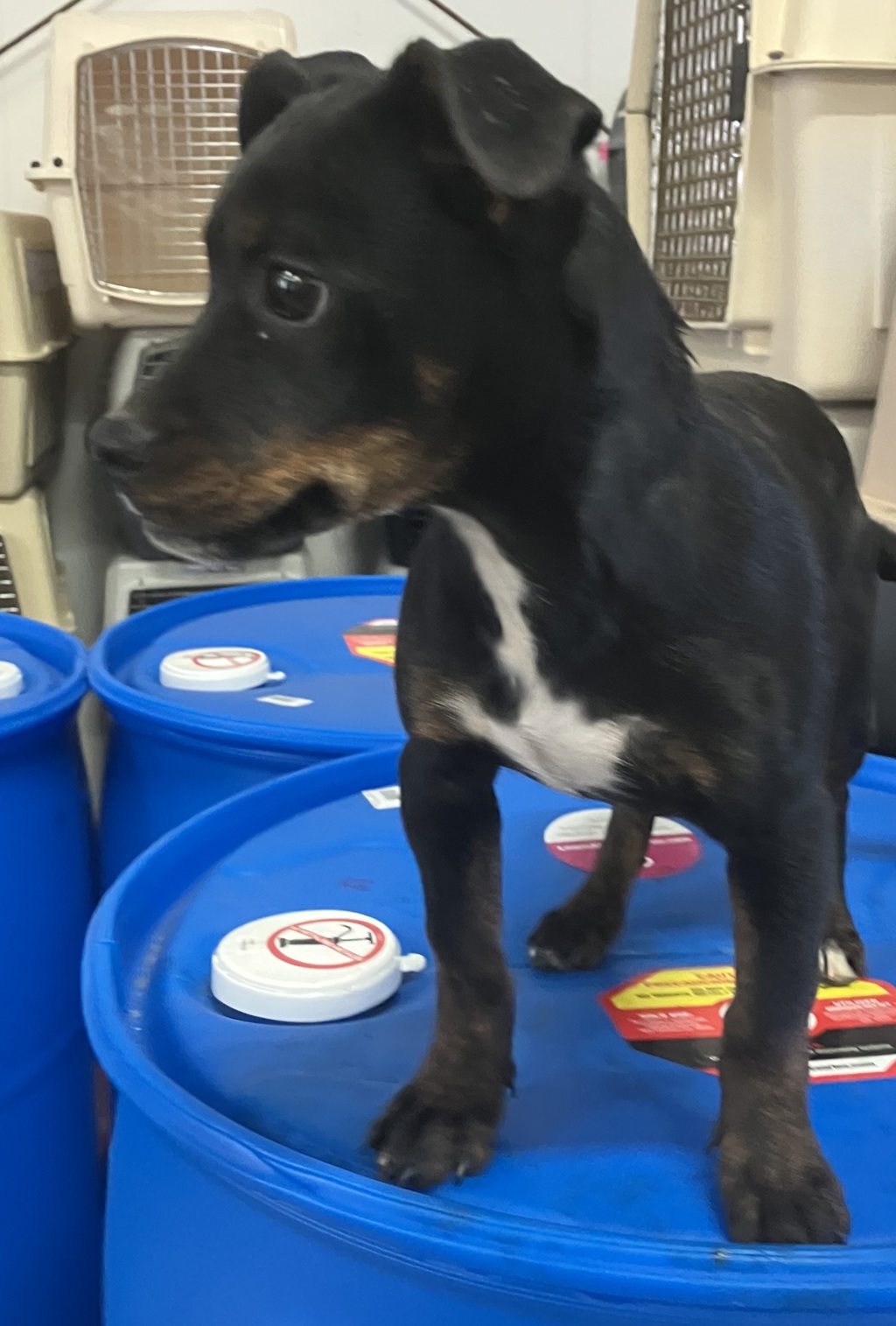 Shelter Stray Female Dog last seen WA, 6815 E Trent Ave, Spokane, WA 99212, USA