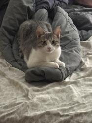 Reunited Female Cat last seen Thelma Ave and Spadina, Toronto, ON M4V 1X9