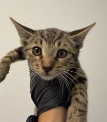 Shelter Stray Male Cat last seen Near Toyne Avenue, San Diego, CA, 92102, 5500 Gaines St, San Diego, CA 92110, USA