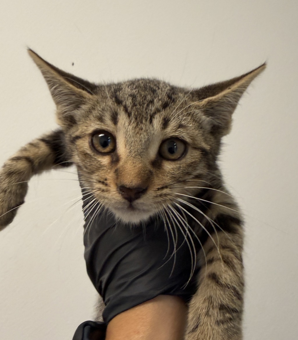 Shelter Stray Male Cat last seen Near Toyne Avenue, San Diego, CA, 92102, 5500 Gaines St, San Diego, CA 92110, USA