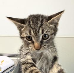 Shelter Stray Female Cat last seen Near Toyne Avenue, San Diego, CA, 92102, 5500 Gaines St, San Diego, CA 92110, USA