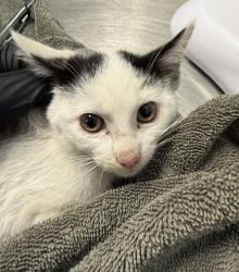 Shelter Stray Female Cat last seen Near Olamar Way, San Diego, CA, 92139, 5500 Gaines St, San Diego, CA 92110, USA