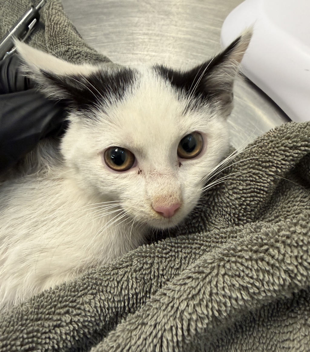 Shelter Stray Female Cat last seen Near Olamar Way, San Diego, CA, 92139, 5500 Gaines St, San Diego, CA 92110, USA