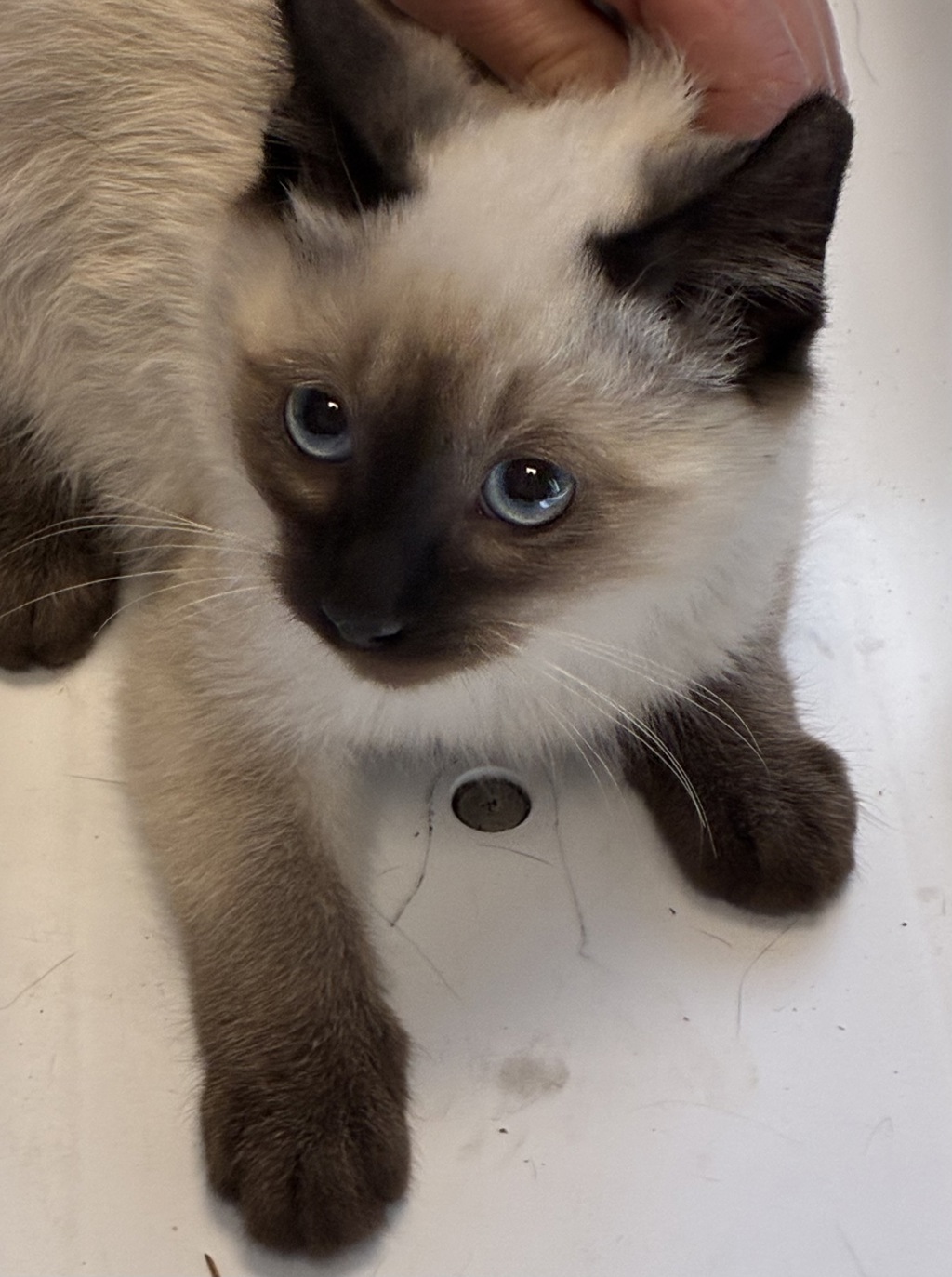Shelter Stray Male Cat last seen Near S 5070 W, SALT LAKE CITY, UT, 84104, 511 W 3900 S, Salt Lake City, UT 84123, USA
