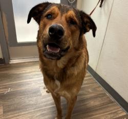 Shelter Stray Male Dog last seen Near Hatteras Avenue, San Diego, CA, 92117, 5500 Gaines St, San Diego, CA 92110, USA