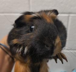Shelter Stray Female Other last seen Near W 6200 S, Kearns Township, UT, 84118, 511 W 3900 S, Salt Lake City, UT 84123, USA