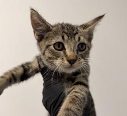 Shelter Stray Male Cat last seen ., San Diego, CA, 92113, 5500 Gaines St, San Diego, CA 92110, USA