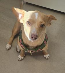 Shelter Stray Female Dog last seen Near Eagle Lane, El Cajon, CA, 92020, El Cajon, CA 92020, USA
