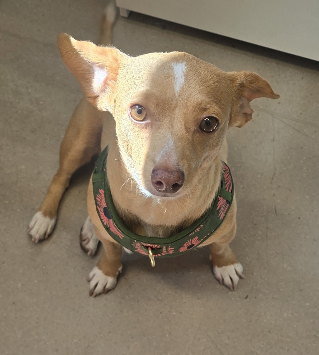 Shelter Stray Female Dog last seen Near Eagle Lane, El Cajon, CA, 92020, El Cajon, CA 92020, USA