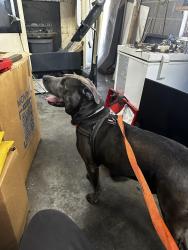 Reunited Male Dog last seen Spencer hale Rd, Morristown, TN 37813