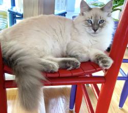 Lost Male Cat last seen 431E. Vashon Ave., Port Angeles, WA 98362