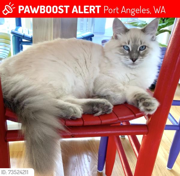 Lost Male Cat last seen 431E. Vashon Ave., Port Angeles, WA 98362