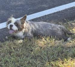 Lost Male Dog last seen Pine ridge rd, Lyman, SC 29365