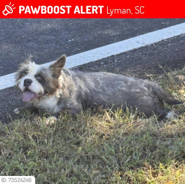Lost Male Dog last seen Pine ridge rd, Lyman, SC 29365