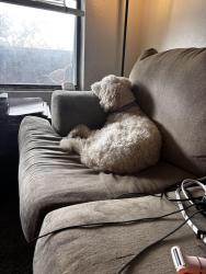 Lost Female Dog last seen 15th and air depot, Midwest City, OK 73110