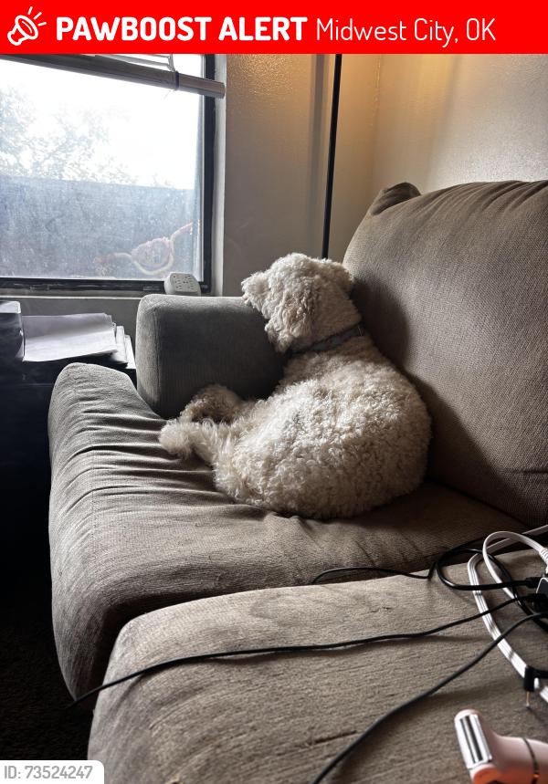 Lost Female Dog last seen 15th and air depot, Midwest City, OK 73110