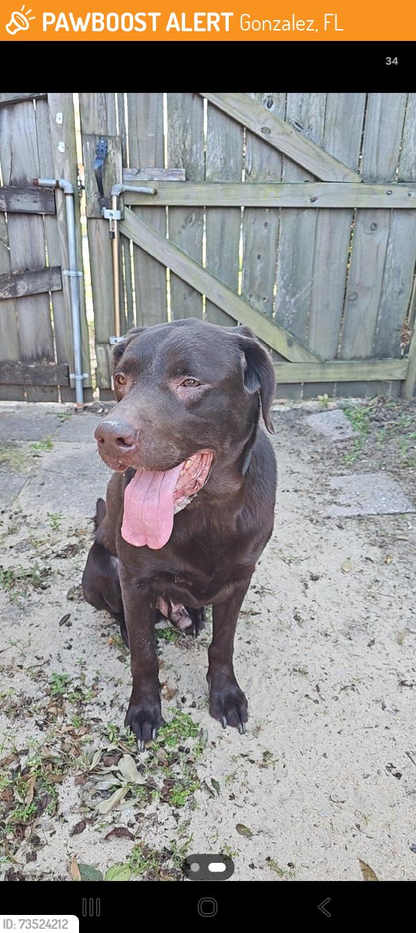 Found/Stray Male Dog last seen Near Ashford Road, Cantonment, FL 32533, Gonzalez, FL 32533