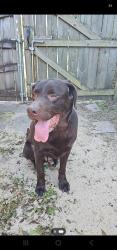 Found/Stray Male Dog last seen Near Ashford Road, Cantonment, FL 32533, Gonzalez, FL 32533