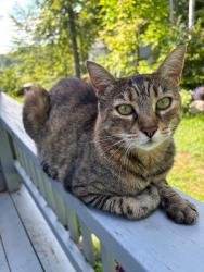 Lost Female Cat last seen Teresa Dr, Walworth, NY 14568