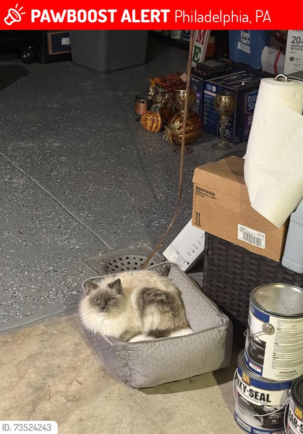 Lost Female Cat last seen Park lane and Walnut Lane, Philadelphia, PA 19144