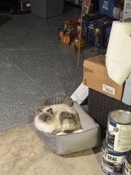 Lost Female Cat last seen Park lane and Walnut Lane, Philadelphia, PA 19144