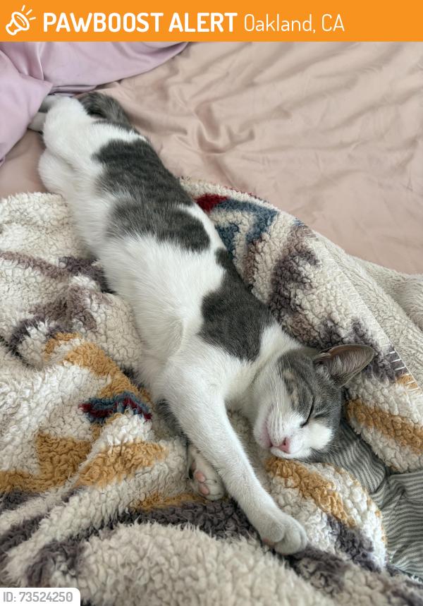 Found/Stray Female Cat last seen 64th and Brann, Oakland, CA 94619