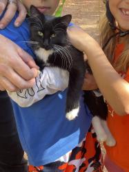 Reunited Unknown Cat last seen Luce Line trail between Bederwood park and McCauley, Luce Line State Trail, MN 55388
