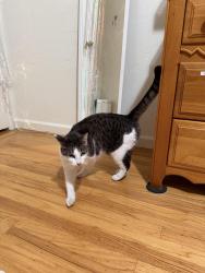 Reunited Unknown Cat last seen Norton St and Fargo ave, San Leandro, CA 94579