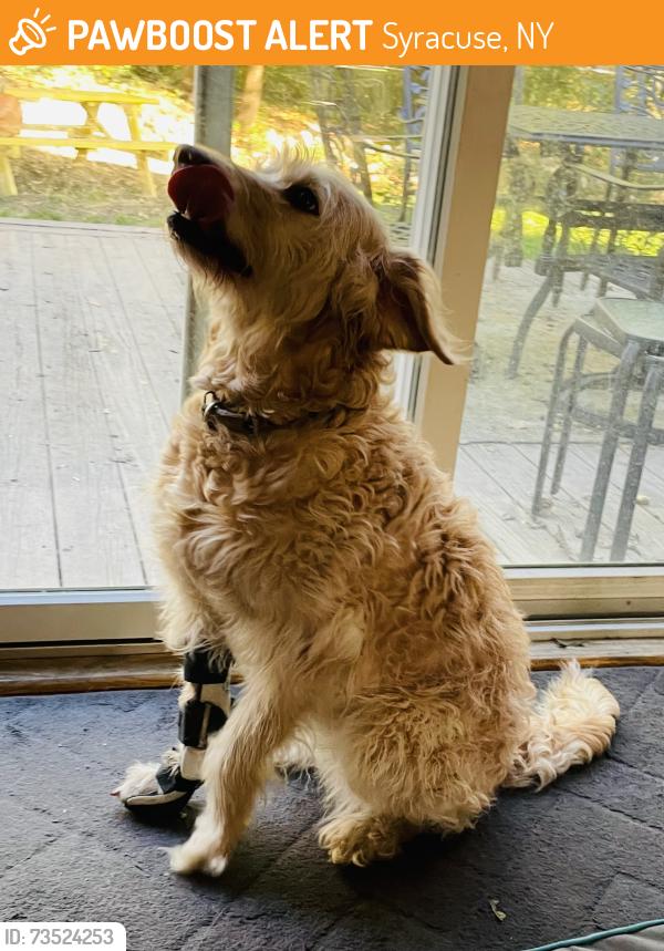 Found/Stray Female Dog last seen Barry Park, Syracuse, NY 13210