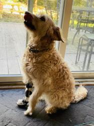 Found/Stray Female Dog last seen Barry Park, Syracuse, NY 13210